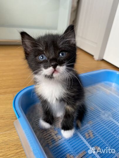 Котята в добрые руки бесплатно