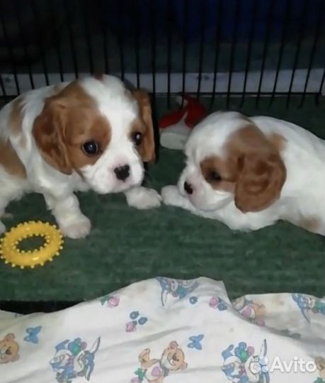 Кавалер кинг чарльз спаниель