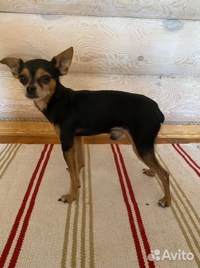 Той-терьер вязка