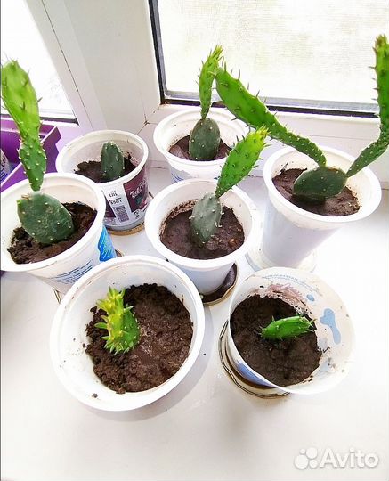 Кактус опунция