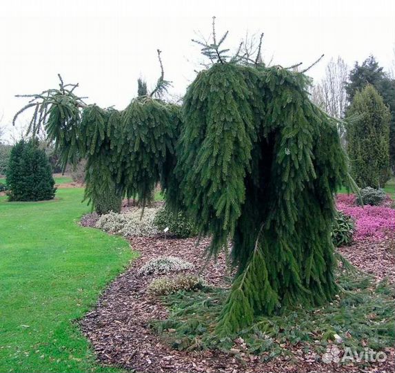 Ель сербская Пендула, 60 см, с5