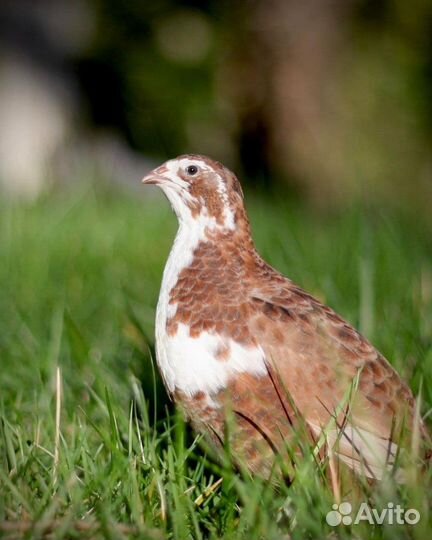 Яйцо перепелиное инкубационное 12 пород