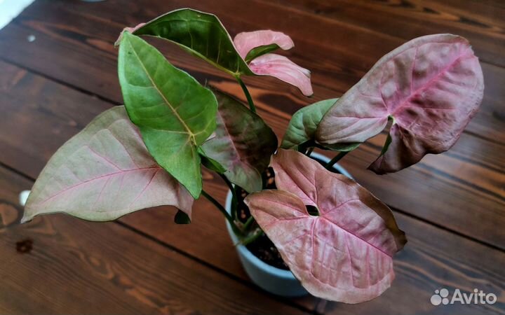 Сингониумы