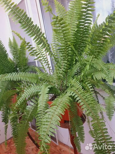 Папоротник комнатный