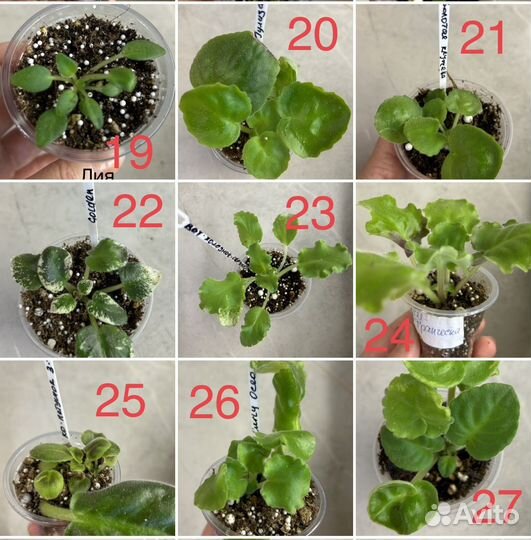 Сортовые фиалки