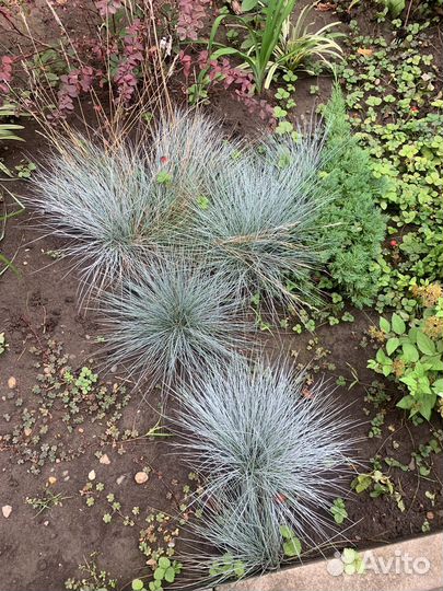 Овсяница сизая