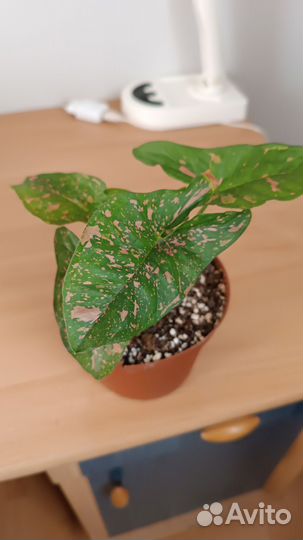 Сингониум Пинк сплеш