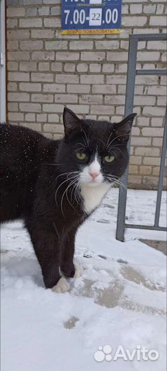 Кот ищет дом