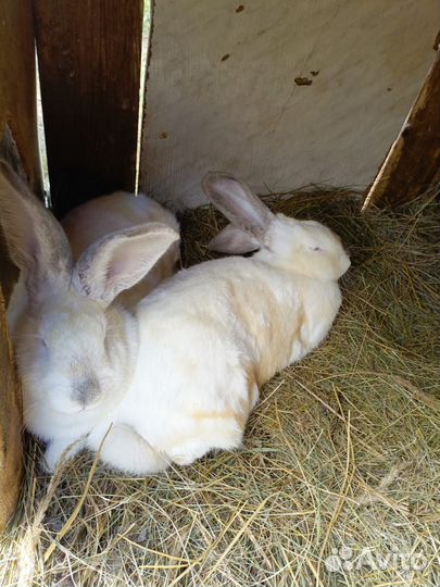 Кролики Фландер