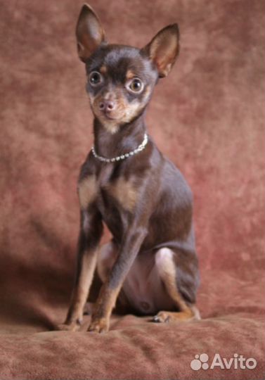 Пинчер в дар