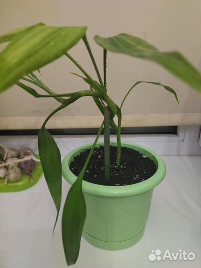 Комнатные растения