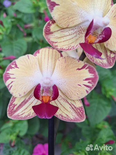 Сортовая орхидеия фаленопсис - 5