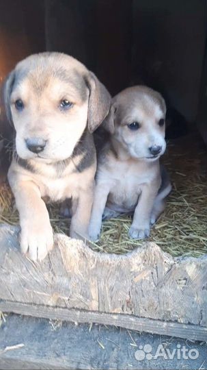 Щенки русской гончей