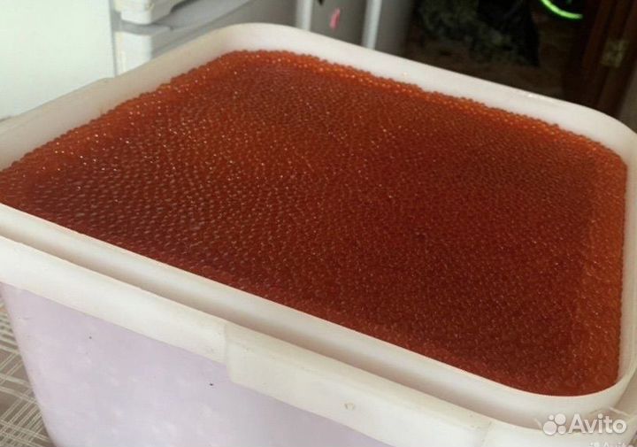 Икра красная 2023. Кета