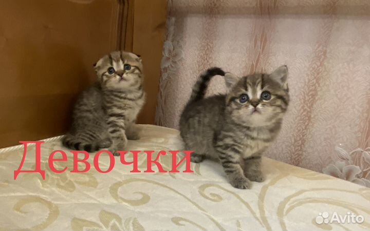 Шотландские котята