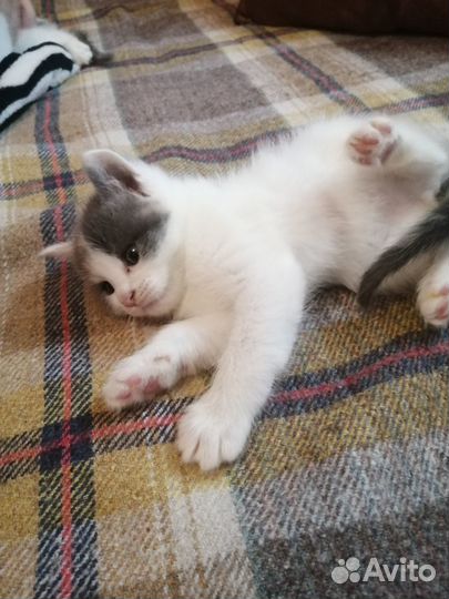 Котята митисы