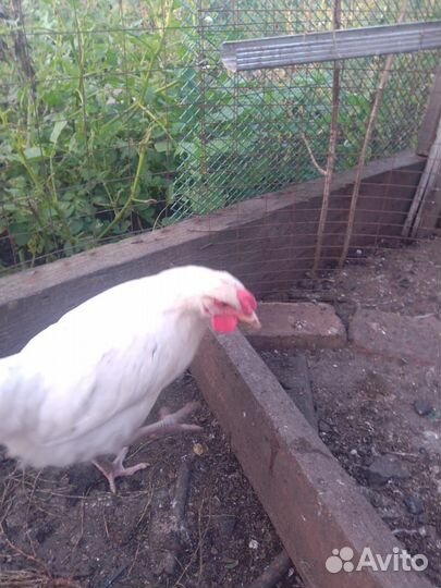 Молодые петухи, цыплята брама