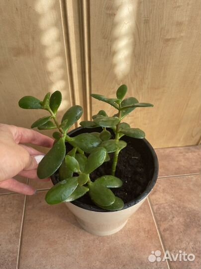 Денежное дерево