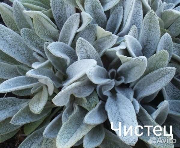 Почвопокровные растения