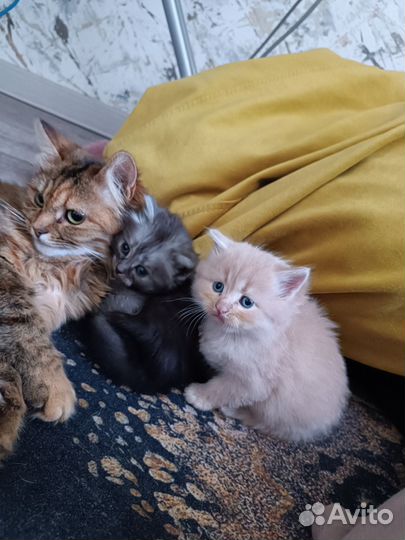 Котята в добрые руки