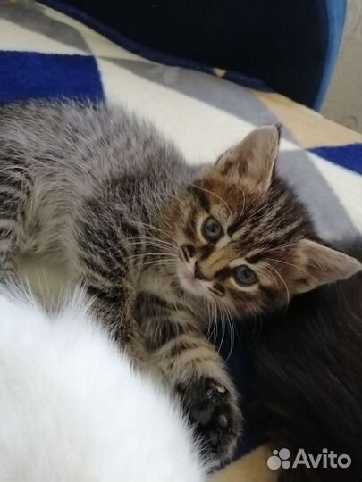 Кошечки бесплатно