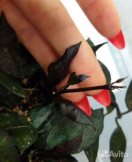 Хойя блэк ливз,альбомаргината,кримсон квин,куртиси