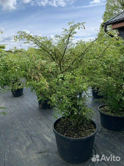 Бересклет крылатый/С10/12 60+ см