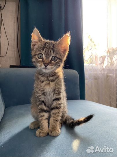 Котёнок мальчик