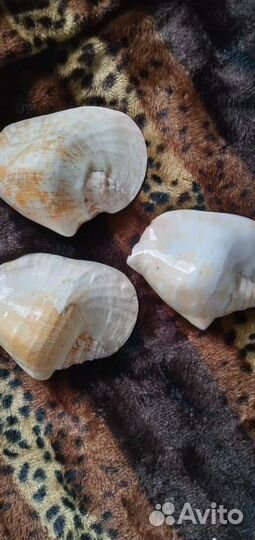 Ракушки с Чёрного моря