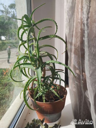 Комнатные цветы