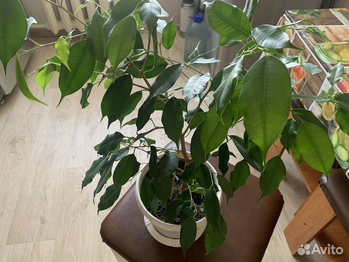 Продам Фикус бенджамина