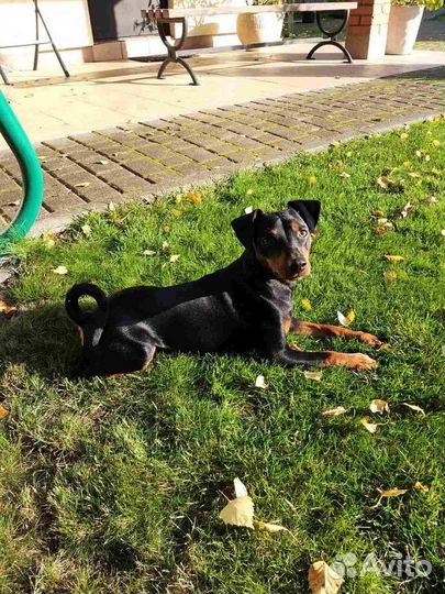 Вязка цвергпинчер