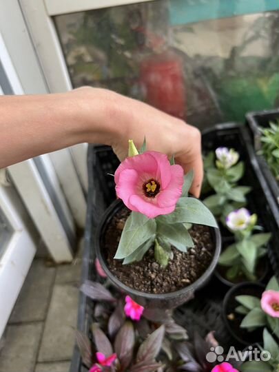 Эустома рассада