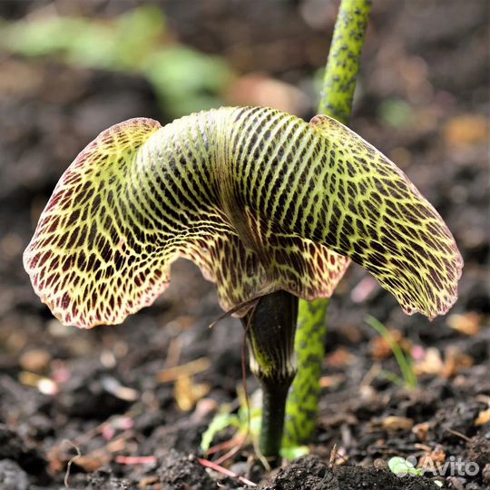 Лилия-кобра. Растения для тенистых мест в саду