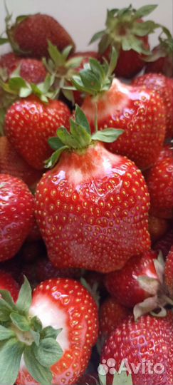 Рассада клубники