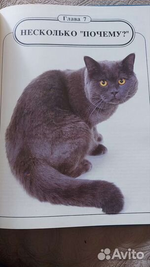 Книга о кошках