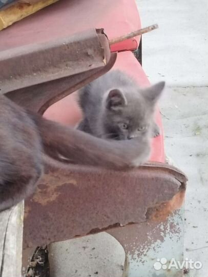 Дымчатый котенок