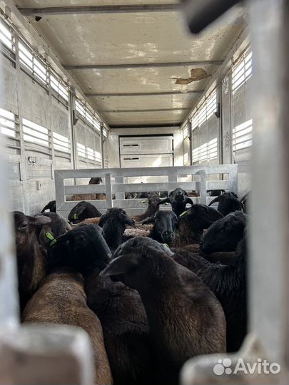 Перевозка Скота