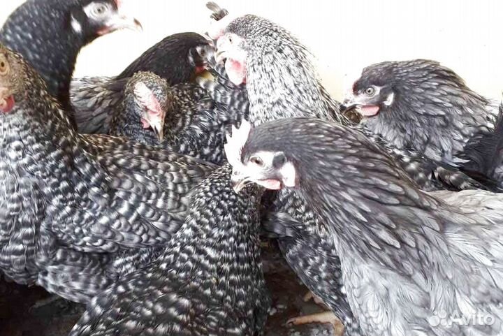 Куры молодки несушки с доставкой