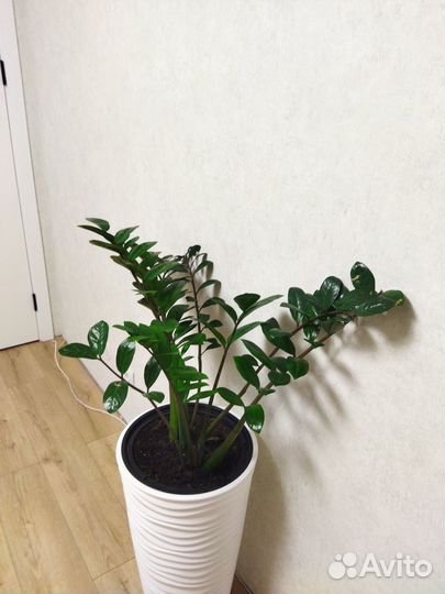 Продам Замиокулькус без горшка