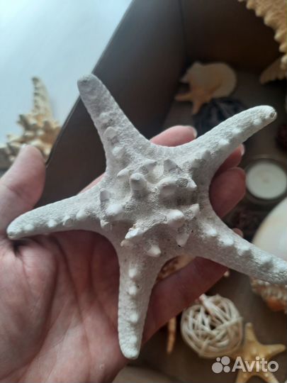 Набор морских звезд, раковин