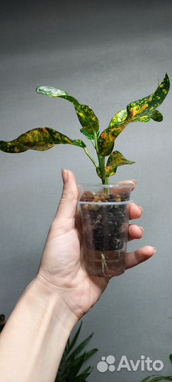 Кротон Батик