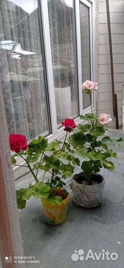 Цветы Герань