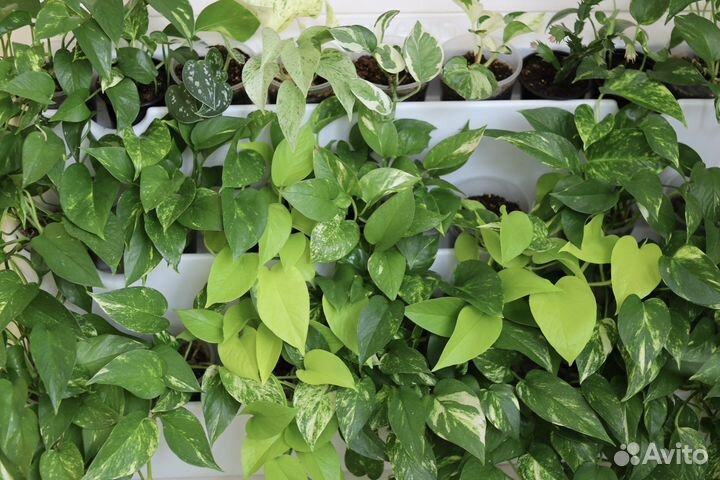 Эпипремнум, сциндапсус, рафидофора, филодендрон