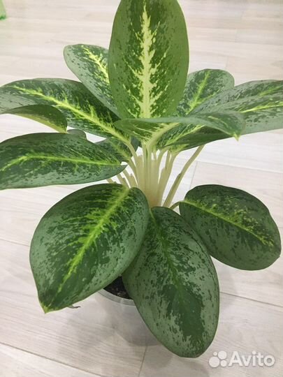 Аглаонема милки вей