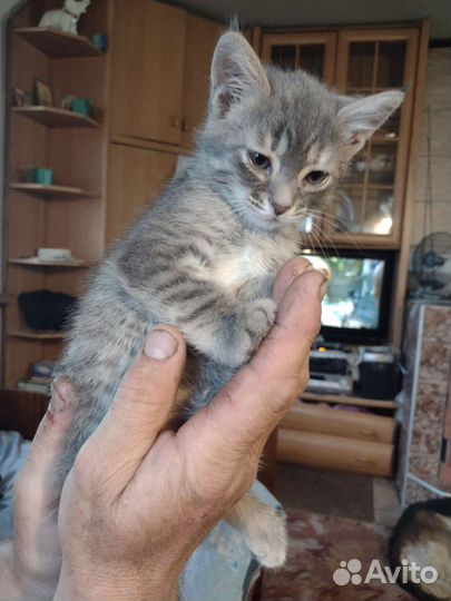 Кошки в добрые руки бесплатно