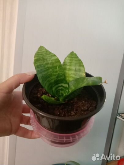 Комнатные цветы