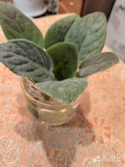 Комнатные цветы фиалки