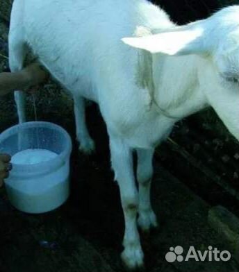 Козье молоко. Сыр.Продаётся