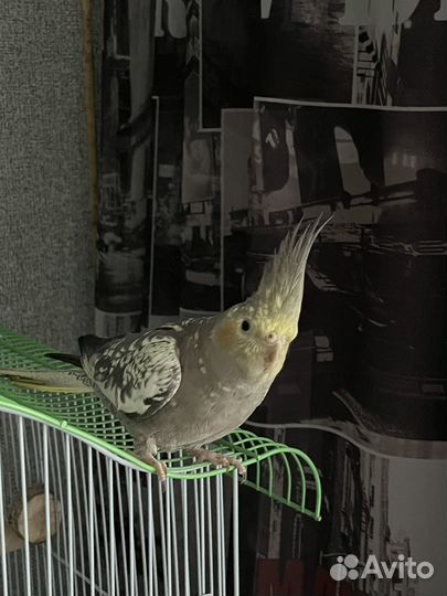 Попугай корелла